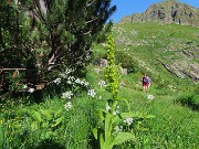 29 Camminiamo nel verde fiorito